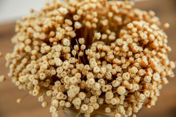 Preserved Tansy Filler