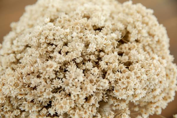 Preserved Star Greenery/Filler