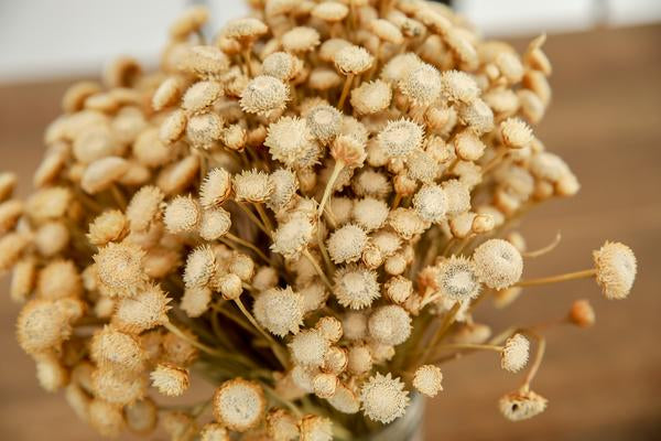 Preserved Diamond Greenery/Filler