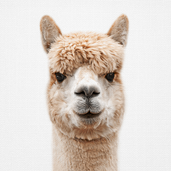 Animal Prints (Choose Your Animal) - Alpaca