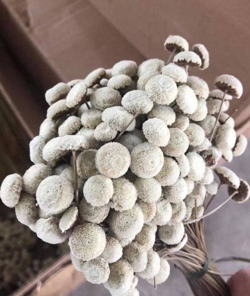 Preserved Floral Button Filler