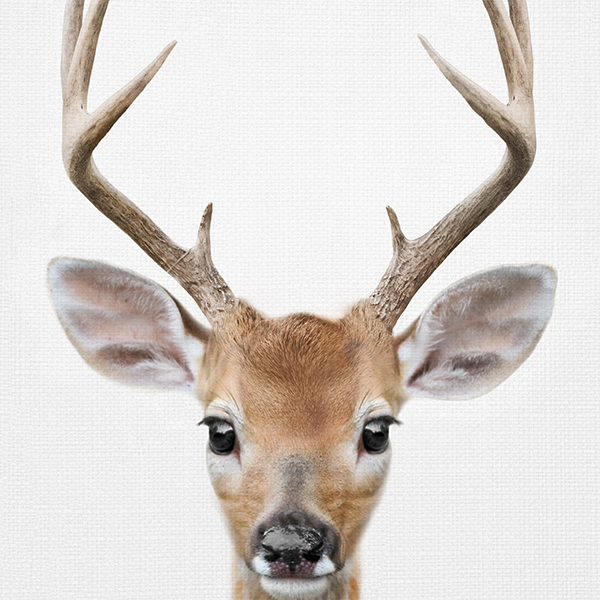 Animal Prints (Choose Your Animal) - Deer