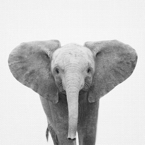 Animal Prints (Choose Your Animal) - Elephant