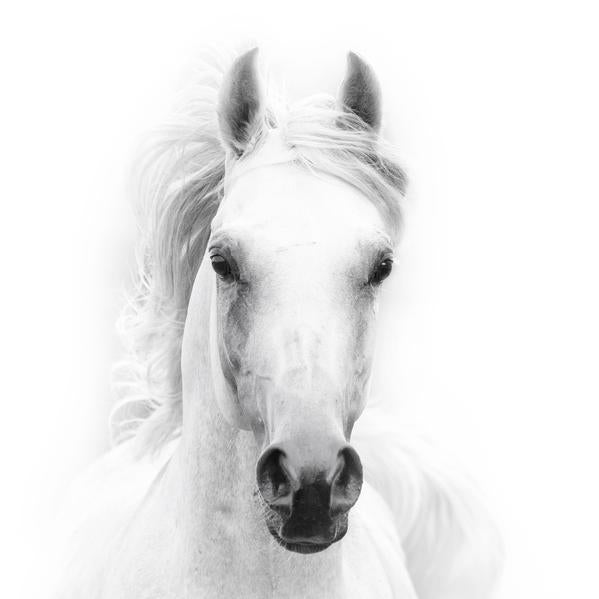 Animal Prints (Choose Your Animal) - Horse