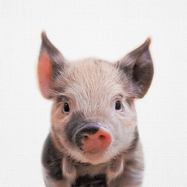 Animal Prints (Choose Your Animal) - Pig