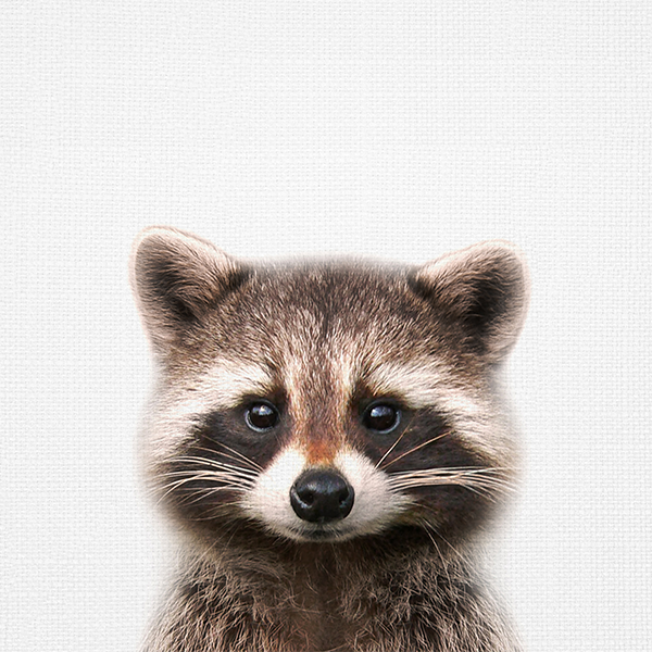 Animal Prints (Choose Your Animal) - Raccoon
