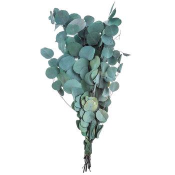 Silver Dollar Eucalyptus