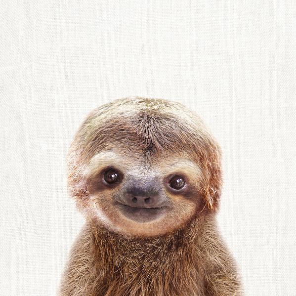 Animal Prints (Choose Your Animal) - Sloth